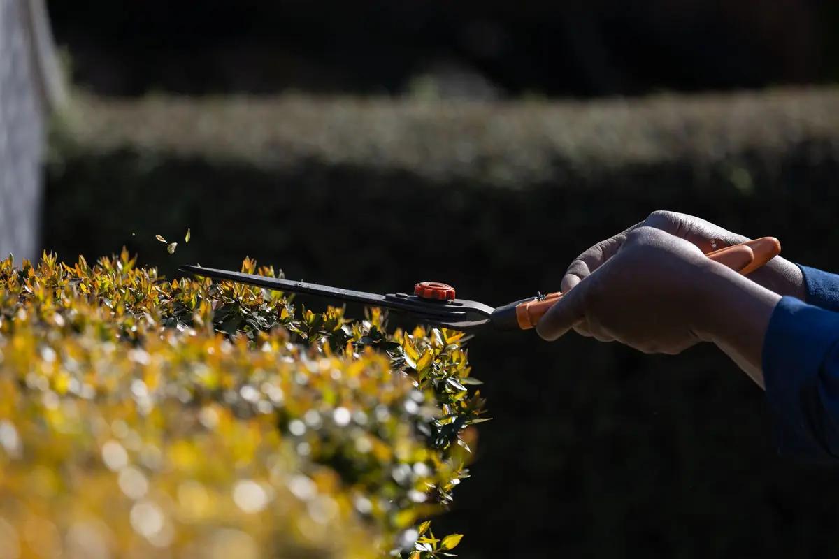 A gardener trims a sunlit hedge with hand shears.