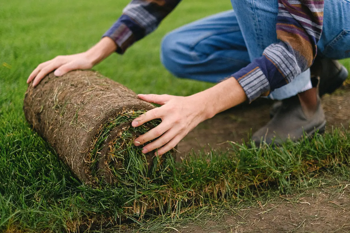A landscaper unrolls a roll of instant lawn over freshly prepared soil.